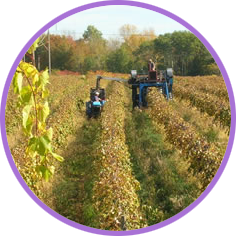 The Concord Grape Association represents Concord grape processors and manufacturers of products made from Concord grapes.